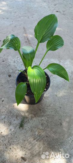 Хоста растение