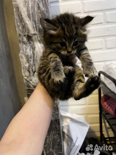 Котята в добрые руки бесплатно