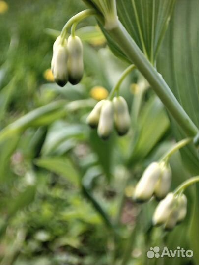 Садовые цветы