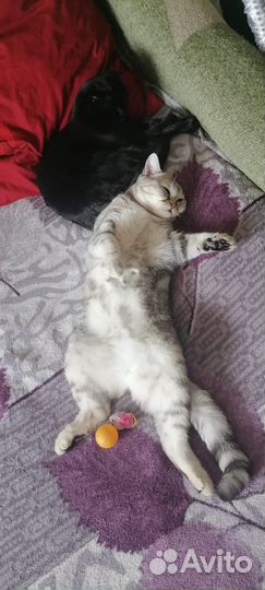 Шотландская