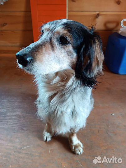 Найдена собака