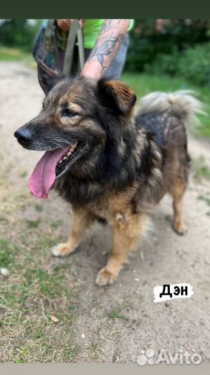 Самач пушистая собака хочет домой