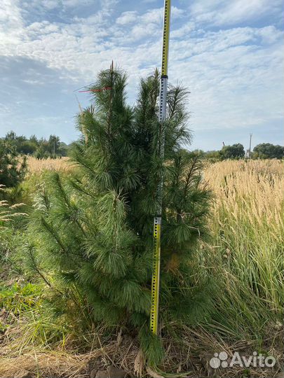 Кедр Сибирский