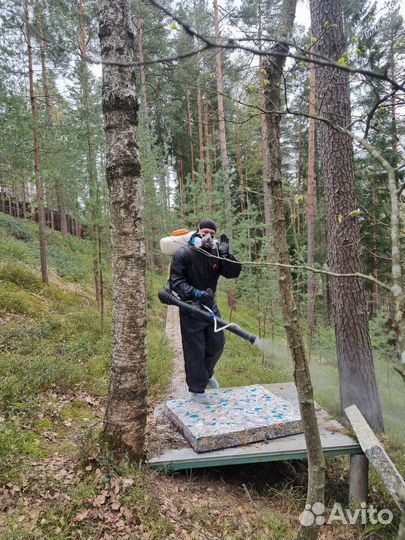 Клопы плесень крысы тараканы осы блохи запахи