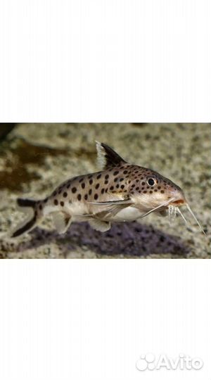 Сом аквариумный