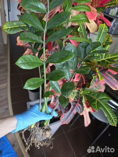 Замиокулькас