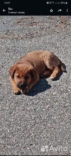 Щенок девочка