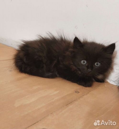 Кошки в добрые руки