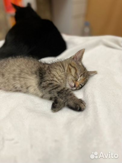Котенок в дар