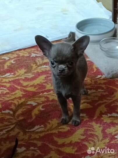 Девочка, 2.5 месяца