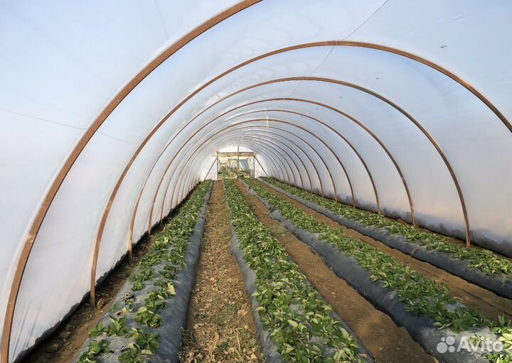 Тепличная пенка Экодолина 3м\100м\150мкм