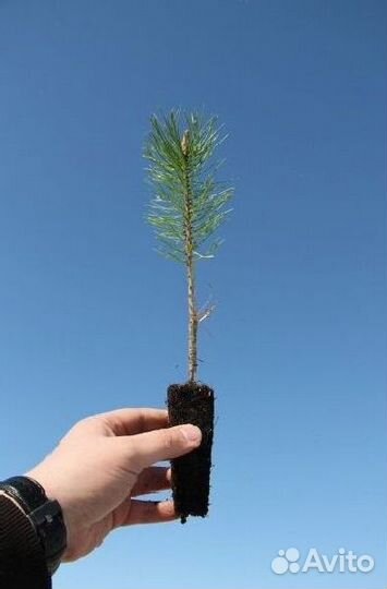 Сосна, сеянцы окс. Лесовосстановление. От 100 000ш