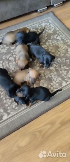 Кроличья такса