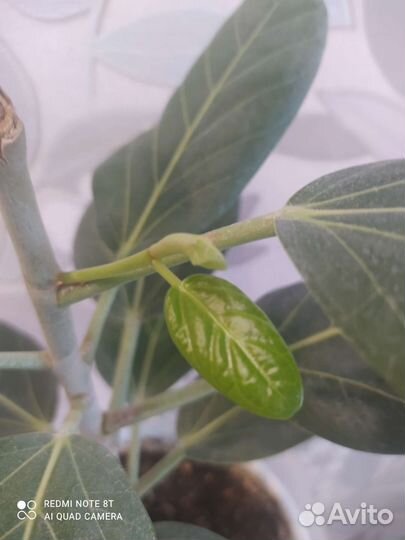 Фикус бенгальский