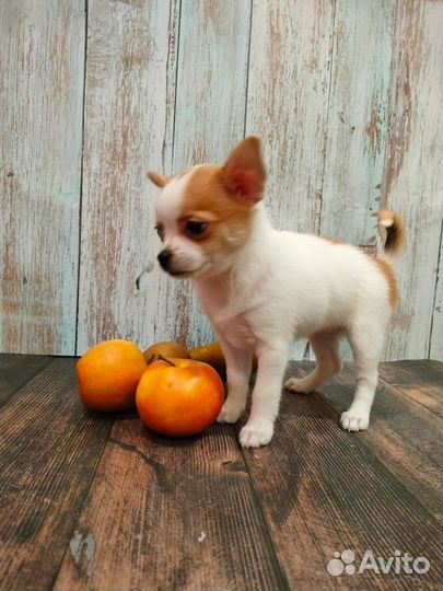 Девочка Чихуахуа