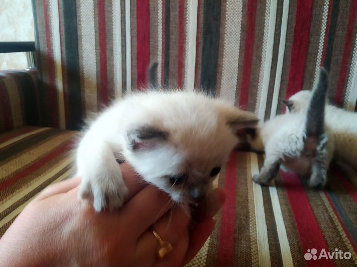 Тайские котята