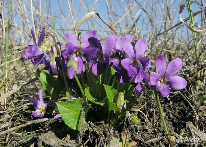 Садовая горная фиалка ароматная