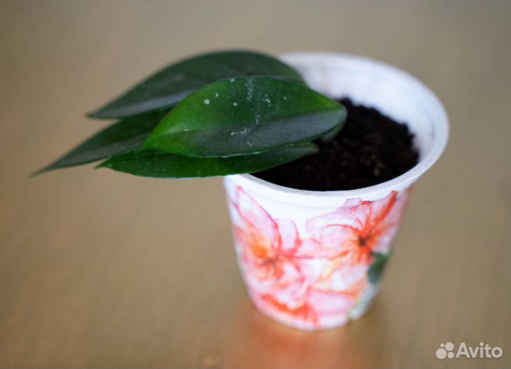 Хойя восковой плющ