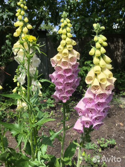 Наперстянка рассада