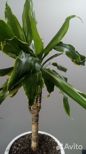 Драцена душистая