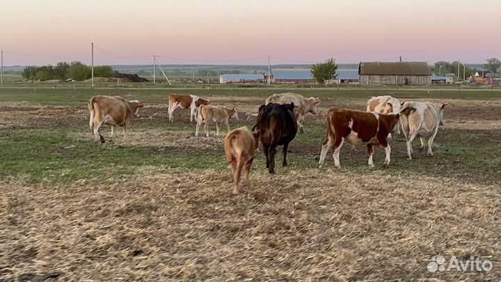 Коровы с телятами бык