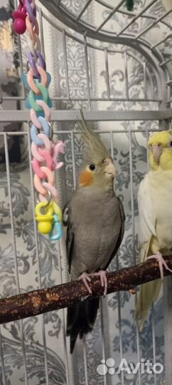 Попугай корелла самец