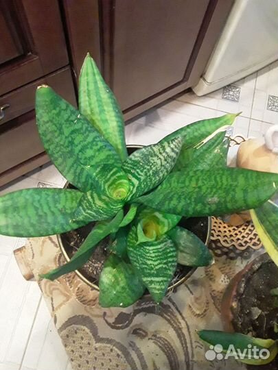 Сансевиерия