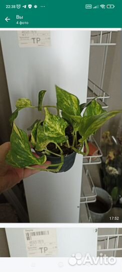 Эпипремнум