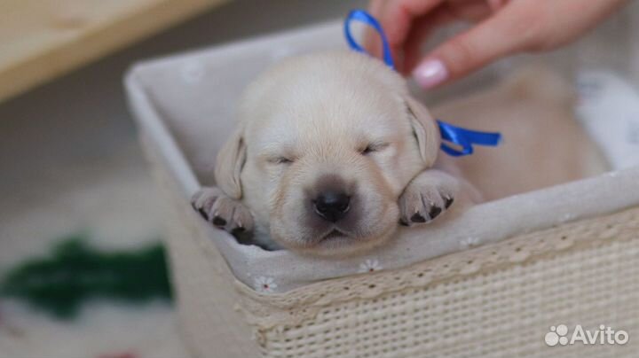 Лабрадор ретривер щенки