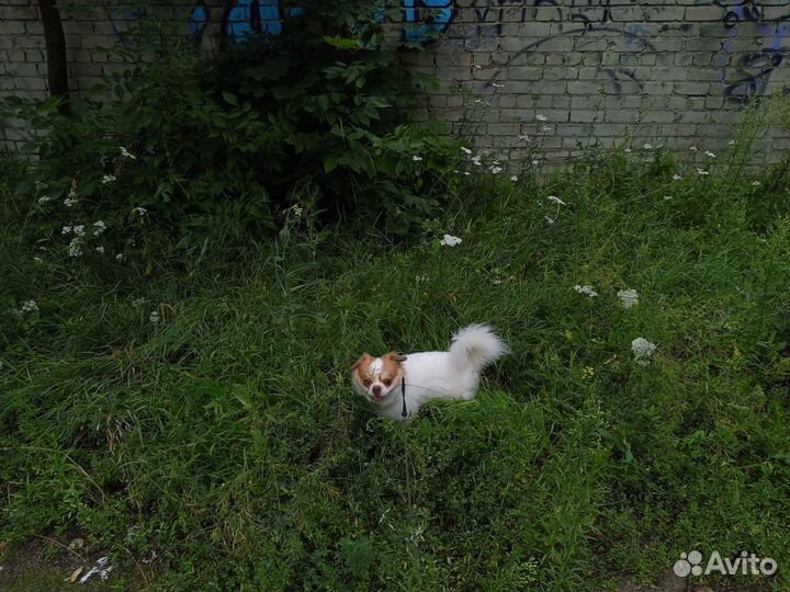 Передержка кошек, собачек, грызунов