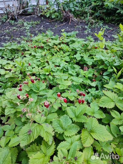 Земляника садовая