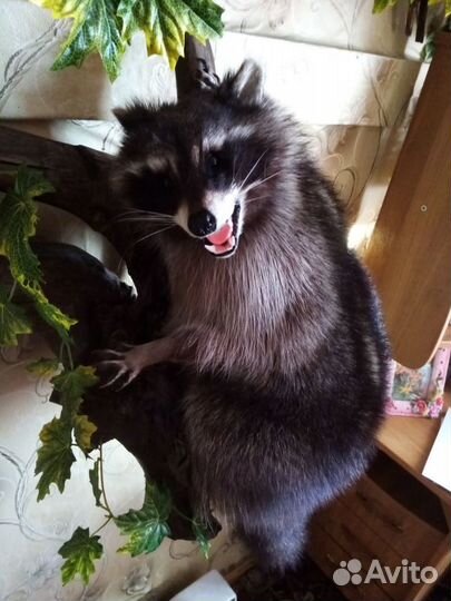 Чучело Енот полоскун