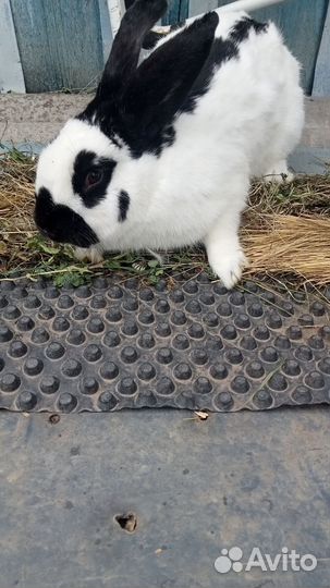 Кролики мясных пород