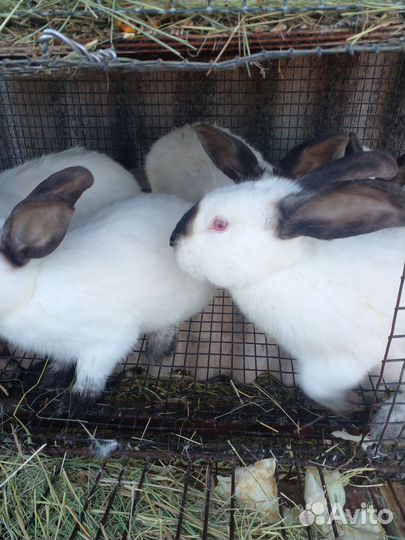 Калифорнийские кролики