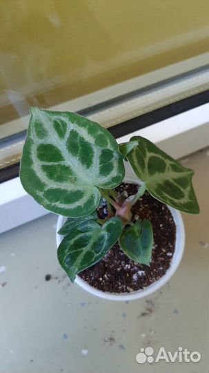 Антуриум сильвер бланш