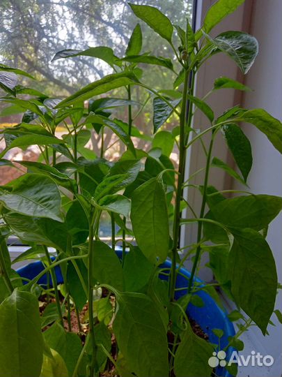 Рассада помидор и перцев