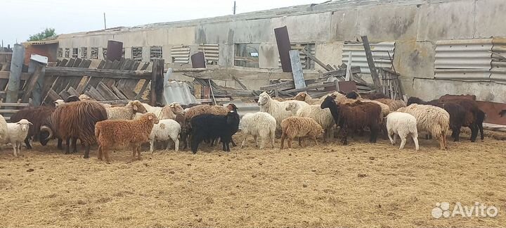 Овцы бараны ягнята оптом