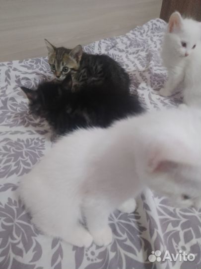 Котята в добрые руки