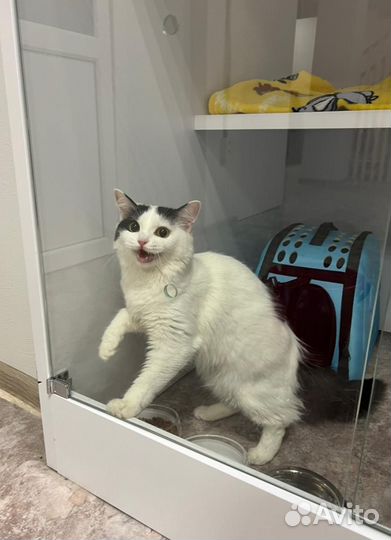 Передержка кошек