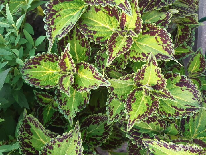 Колеусы вегетативные