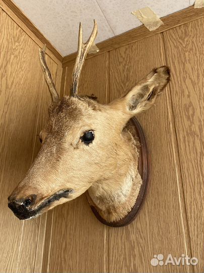 Чучело головы косули