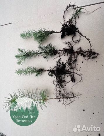 Сеянцы зкс Сосна окс Ель Лиственница Горная