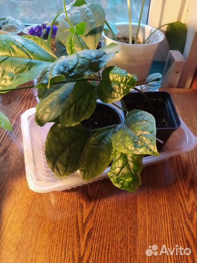 Клеродендрум госпожи Томпсон