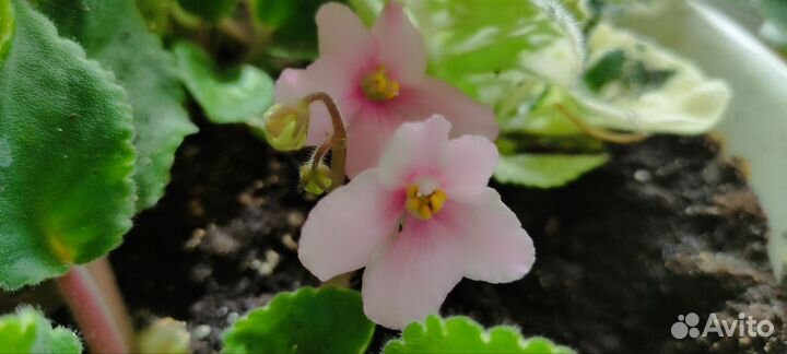 Растения цветы