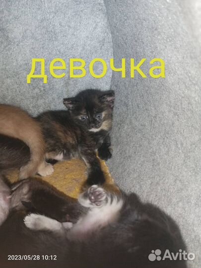 Котята в добрые руки