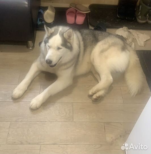 Хаски в добрые руки