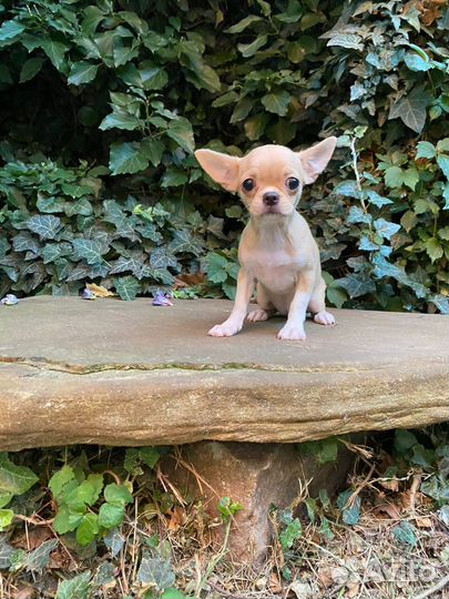 Девочка чихуахуа