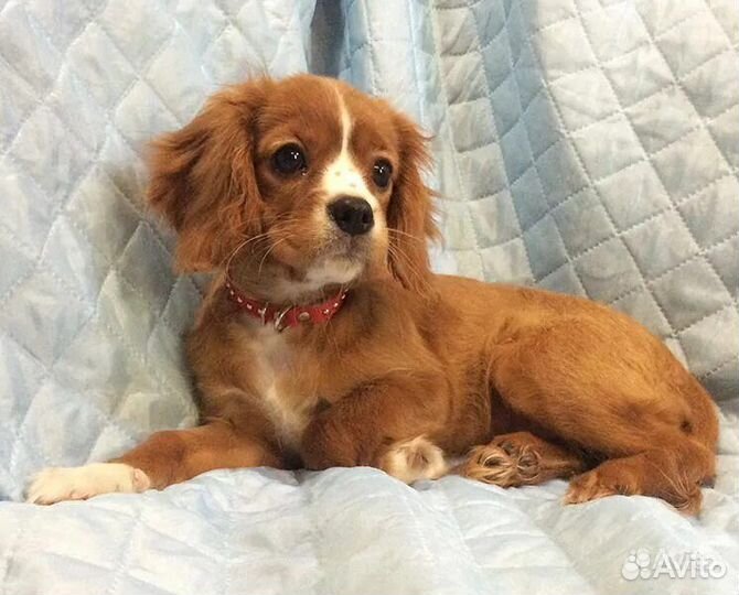 Кавалер кинг Чарльз спаниель