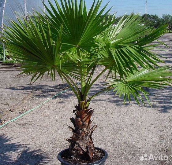 Пальма вашингтония