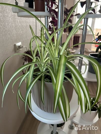 Комнатные домашние растения